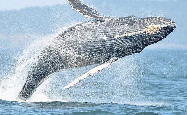 Baleen Whale in Andhra Pradesh Coastal - Sakshi