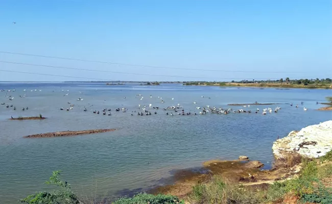 Safety Sand Bags For Pulicat Lake SPSR Nellore - Sakshi