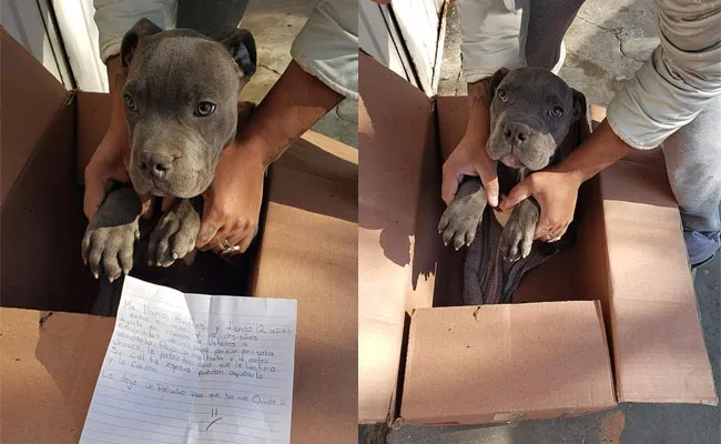 Boy Leaves His Puppy At Michoacan Shelter Home - Sakshi