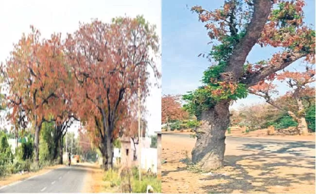 Neem Trees Infected With Virus In Wanaparthy - Sakshi