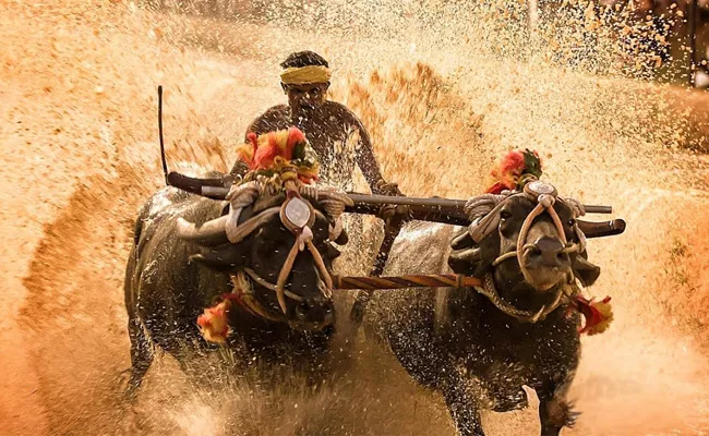 Traditional Kambala Buffalo Game Famous In karnataka - Sakshi