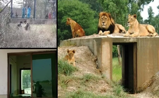 Missing teen found dead inside lion cage in Lahore zoo  - Sakshi