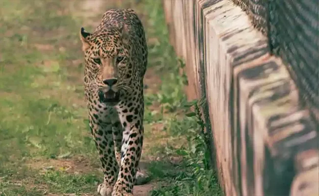 Children Lock Themselves In Classrooms After Leopard Strays Into School - Sakshi