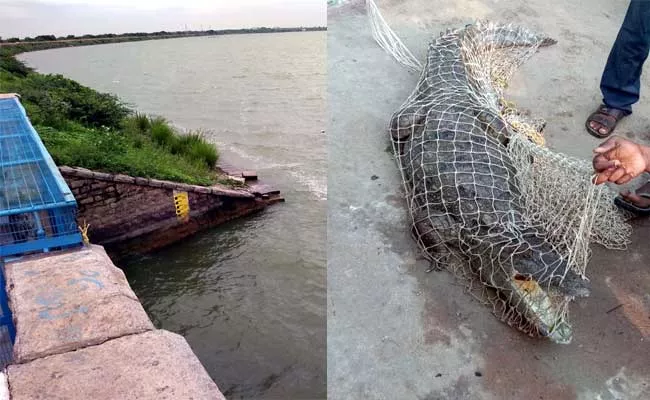 Crocodiles In Paleru Reservoir In Khammam - Sakshi