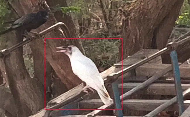 White Crow Caught in Kurnool Gajjehalli Village - Sakshi