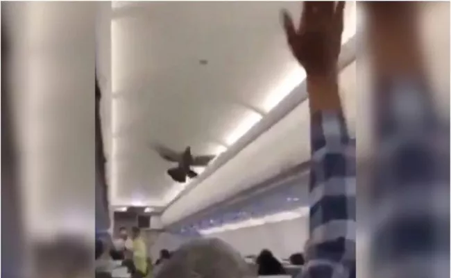 Passengers In Flight Failed To Catch Pigeon Became Viral - Sakshi