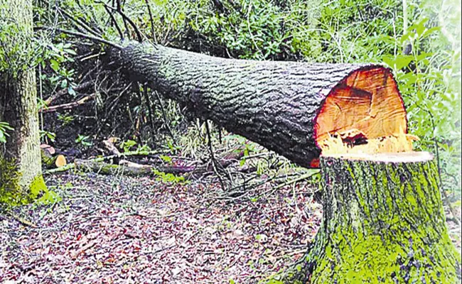 Forest Department has been fined for hitting trees - Sakshi