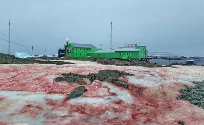 Antarctica Snow Turns Blood Red - Sakshi