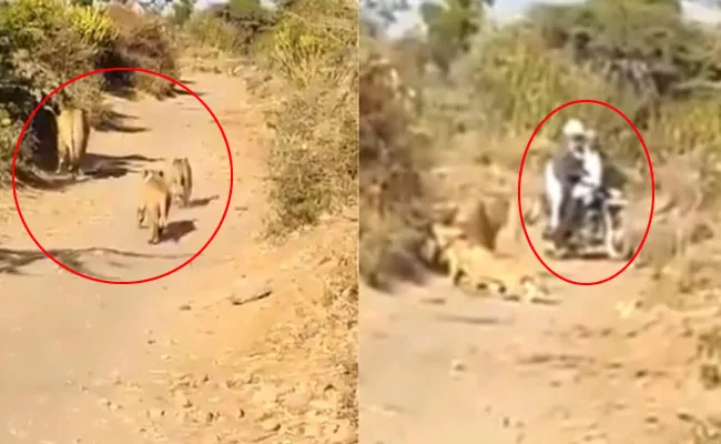 Lioness And Her Cubs Give A Way To Biker At Gir Sanctuary In Gujarat - Sakshi