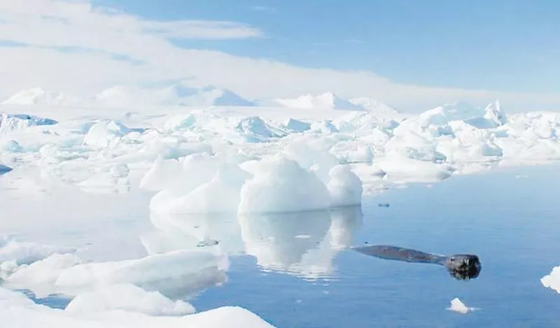 Scientists snap first-ever images of notorious Antarctic glacier foundation - Sakshi