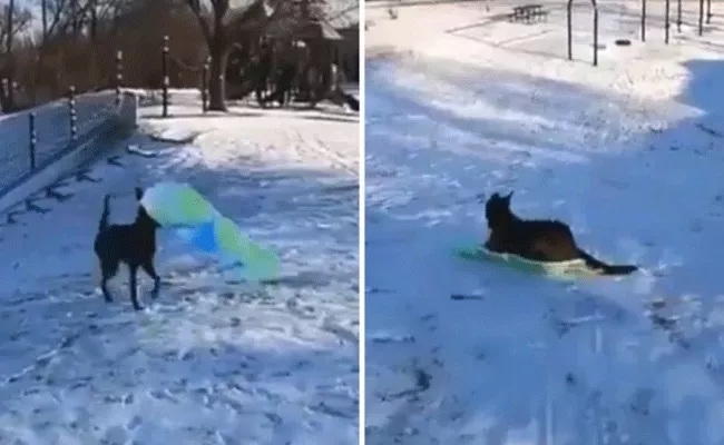 Dog Gets Own Sledge Rides Down Vivek Oberoi Loves The Dog Video - Sakshi