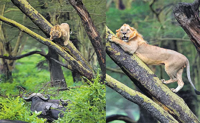 Lion Escape From Buffaloes Group Threats in Kenya Park - Sakshi