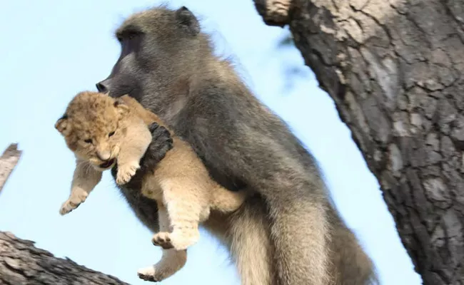 Baboon steals Lion cub in South Africa - Sakshi