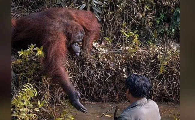 Orangutan Helping Hand To Man In River Netizens In Awe - Sakshi