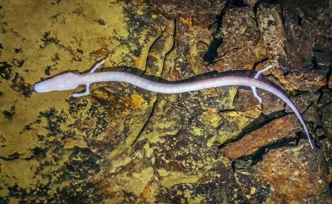 Rare European Cave Salamander Stayed In Same Spot For Seven Years - Sakshi