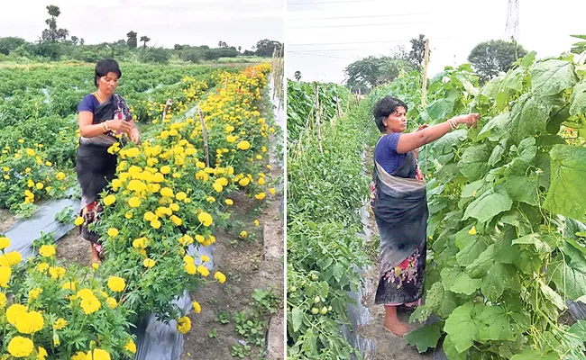 Eswaramma's Organic Cultivation In Multiple Cropping Systems - Sakshi