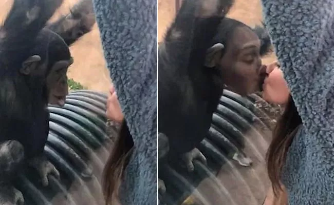 Chimpanzee Kisses Woman Through The Glass In Mexico - Sakshi