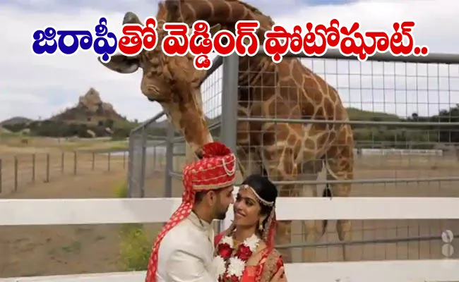 Giraffe Photobombs Couples Wedding PhotoShoot In California - Sakshi