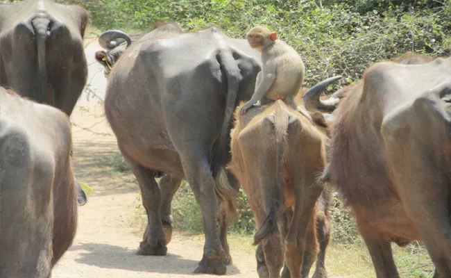 Monkey Make Friendship With Buffaloes In Nagarjuna Sagar - Sakshi