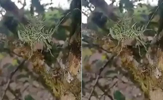 Forest Officer Parveen Kaswan Shares Video Of Bizarre Creature  - Sakshi