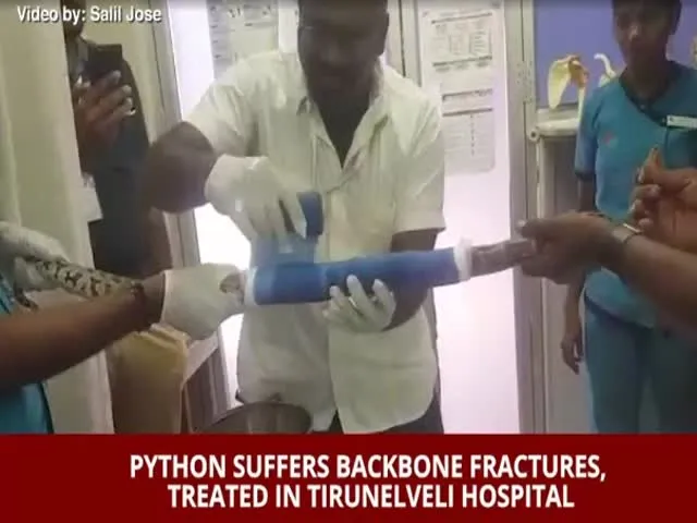 Python suffers fractures, treated in Tirunelveli hospital