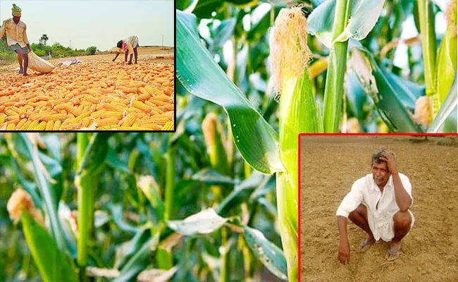 Coronavirus Effect On Maize - Sakshi