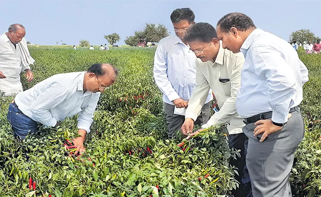 Mirchi Crops Come Out From Virus in Andhra Pradesh - Sakshi