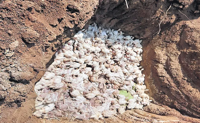 Coronavirus: Bury Of Two Thousand Broiler Chickens Alive - Sakshi