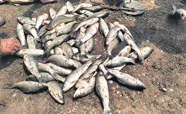 Free distribution of 80 Crores Small Fishes - Sakshi