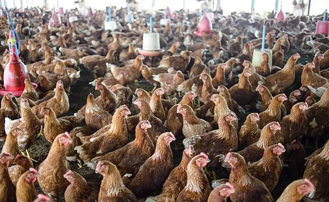 Fast growth is not good in chickens - Sakshi