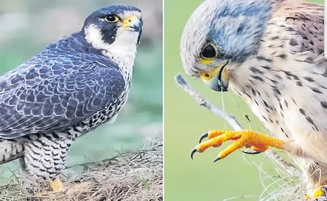 Birds Taking Shelter In Hyderabad - Sakshi