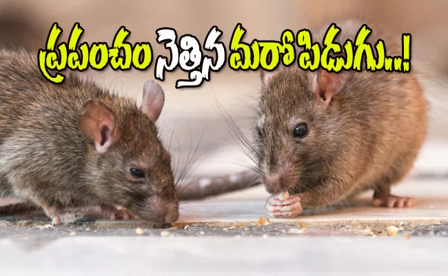 Amid Coronavirus Threats Named Hantavirus Comes To Light - Sakshi