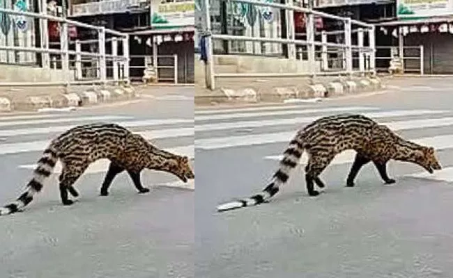 Malabar Civet Walks On Kerala Road In Lockdown Time - Sakshi