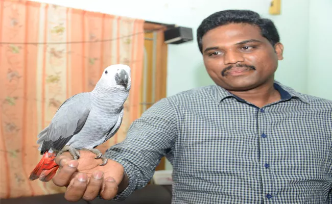 Parrot That Reached Home - Sakshi