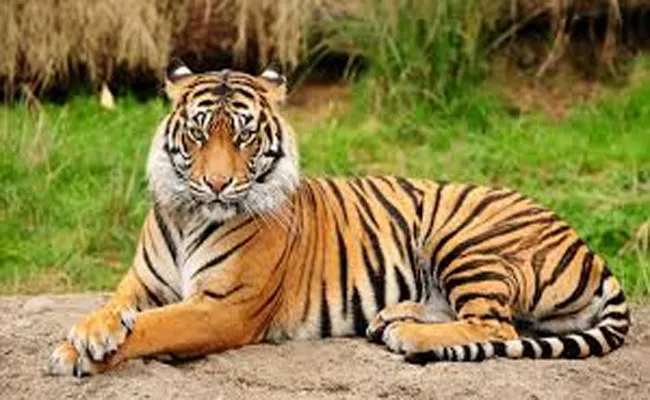 Special Story On Big Tigers On World Wildlife Day - Sakshi