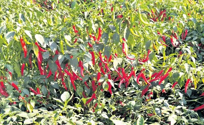 Organic Cultivation Of Chilli Crop - Sakshi