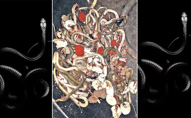 Family Finds 66 Baby Snakes, eggs Under House in Kurnool District - Sakshi