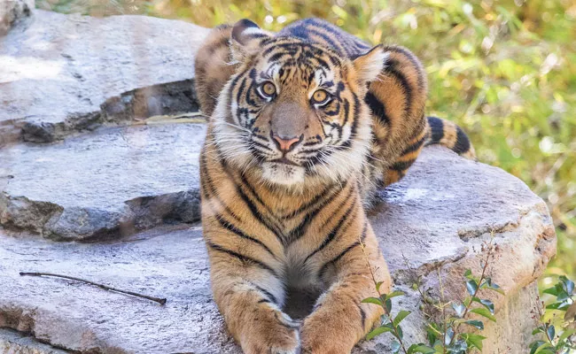 Royal Bengal Tiger Enters In Vishaka Zoo Park - Sakshi