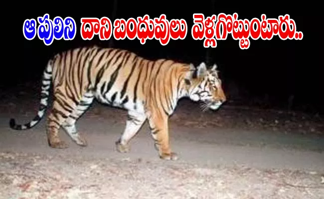 Viral: Tiger Walks 2000 km For Searching a Partner - Sakshi