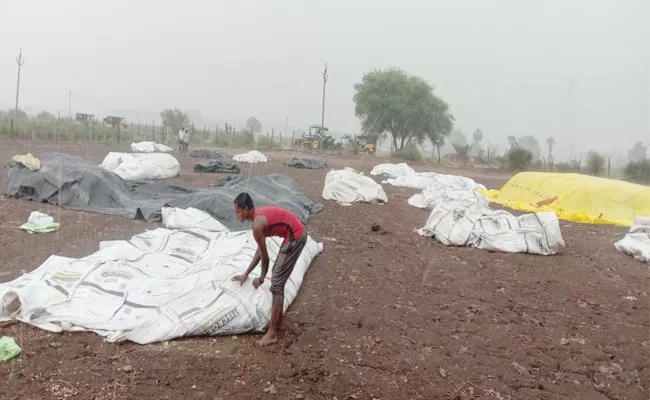 Mirchi Crops Farmers Loss With Heavy Rains in Khammam - Sakshi