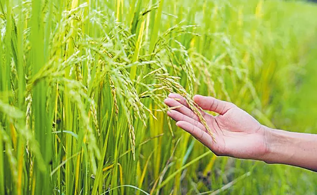 Above One And Half Crore Tonnes of Foodgrains production In Telangana - Sakshi