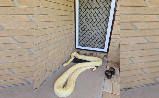 Woman Shocked To See Python In Front Of Door - Sakshi