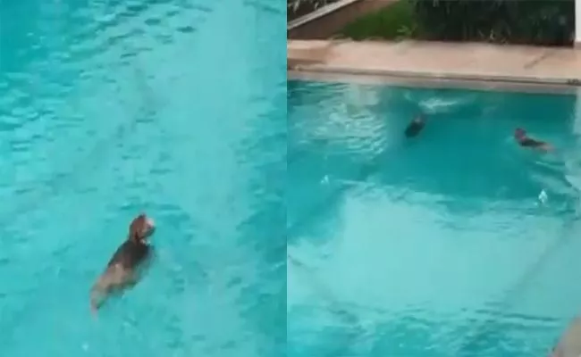 Viral Video Of Monkeys Take Over Swimming Pool In Mumbai - Sakshi