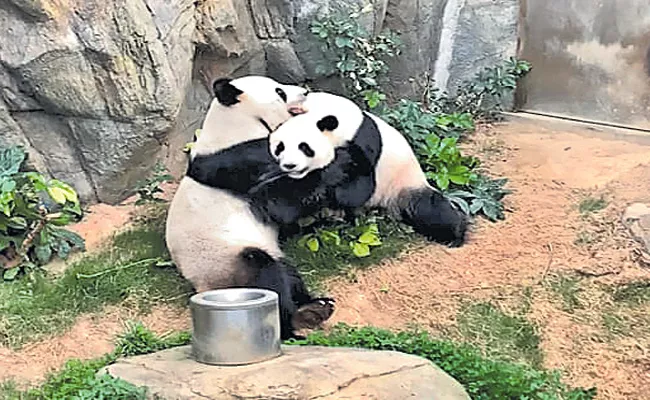 Pandas Mate Lockdown time Hong Kong Zoo - Sakshi