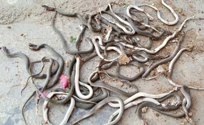 47 Cobra Snakes Found In House In Medak District - Sakshi