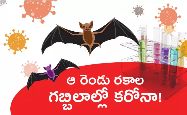 ICMR Study Says Coronavirus Found In Two Indian Bat Species - Sakshi