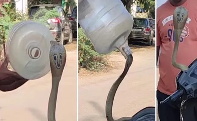 Watch Video How Cobra Was Rescued From Honda Activa  - Sakshi