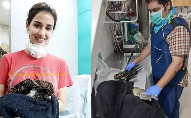 Lockdown: Disha Patani Takes Injured EAGLE To Hospital - Sakshi