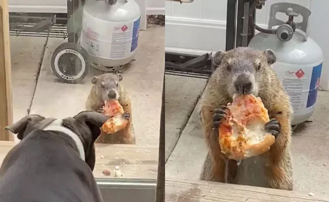 Watch Video About Groundhog Taunts Dogs With Pizza  - Sakshi