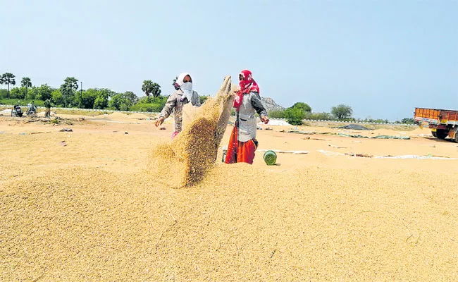 Telangana Farmer Happy With Paddy Yield - Sakshi